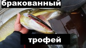 Бракованный трофей. Зимний спиннинг. Закрытие сезона.
