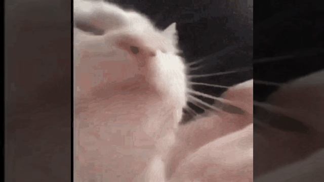 Death toll but only beelzes sings it смотреть онлайн