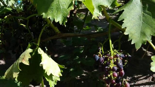 Виноград . На 28. 08.23г смотреть онлайн