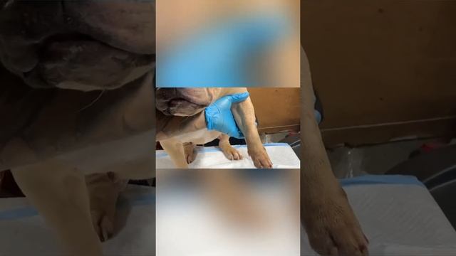 Breeders Hacks‼️(Diy) Collect your dogs blood🩸💉And shipping it out ✈️ смотреть онлайн