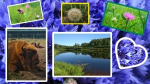 Красивая белорусская песня! Belarus, nature, music!