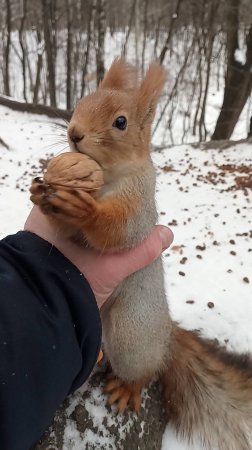 Ловлю рыжую белку