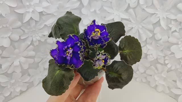 VID_20240919_144639