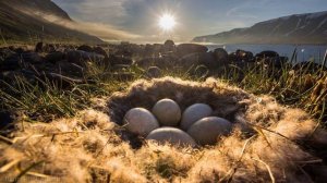 Слушать музыку релакс успокаивающую. Успокаивающая музыка для сна слушать без рекламы