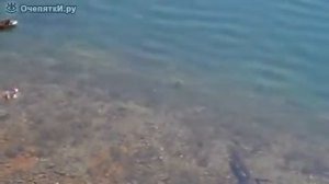 Щука атакует утёнка