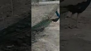 Самые красивые птицы