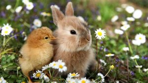 Цыплята и Кролик - Звуки и голоса  Цыплят - Видео про Животных