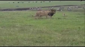 Ну и кто тут Царь зверей?