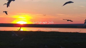 Сура "Аль-Филь" читает шейх Мишари Рашид