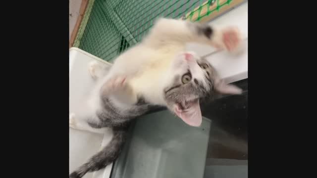 Вася