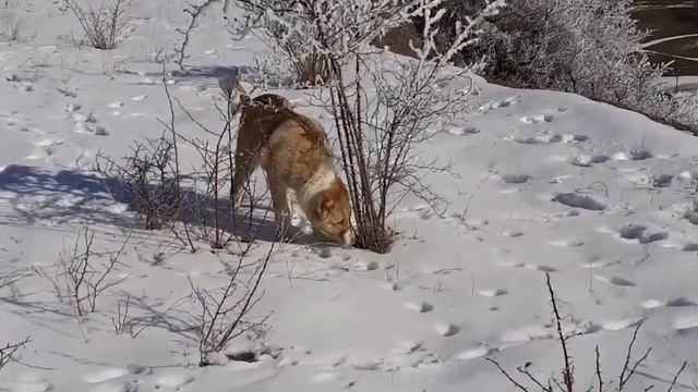 Трисанчи