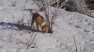 Трисанчи