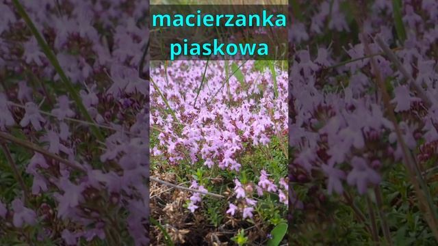 Kwiaty Polskie 4, rośliny przydrożne смотреть онлайн