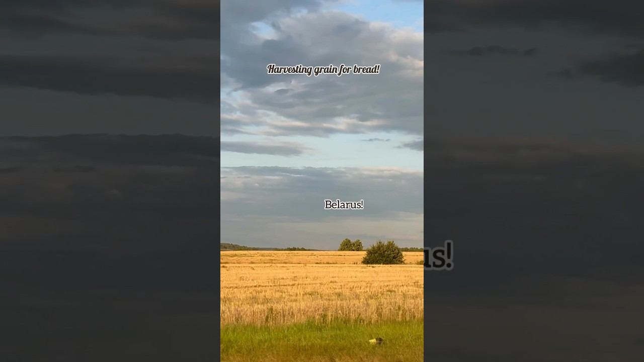 Беларусы убирают хлеб! Belarusians are harvesting bread in the fields!