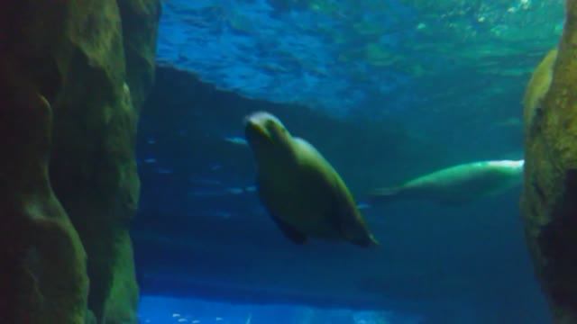 Абу-Даби SeaWorld Abu Dhabi Морские котики