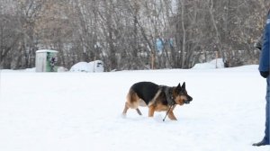 Дрессировка собак в Омске - ОЦССС