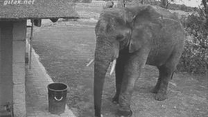 насколько опасен слон