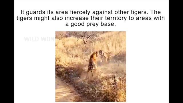 Tiger ( Panthera Tigris )