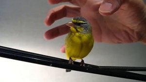 Пение мозамбикского вьюрка