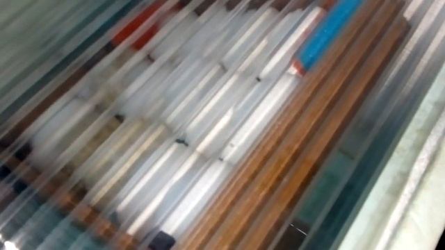 9 день инкубации гусиных яиц.