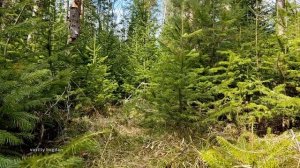 Walk in Siberia: Baikal