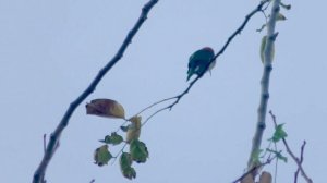 Сhestnut headed bee eater  (Merops leschenaulti) Буроголовая щурка