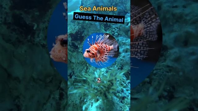 Lionfish   quiz time  Hard to guess