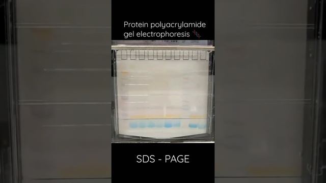 how proteins run in a polyacrylamide gel | protein electrophoresis|SDS- PAGE #medico