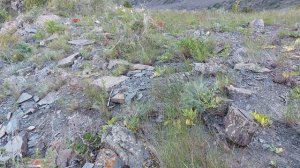 Модкабк Шикор Шикори Кабк Keklik avi tuzakla Охота на куропатка Partridge hunting شکار کبک Chukarav