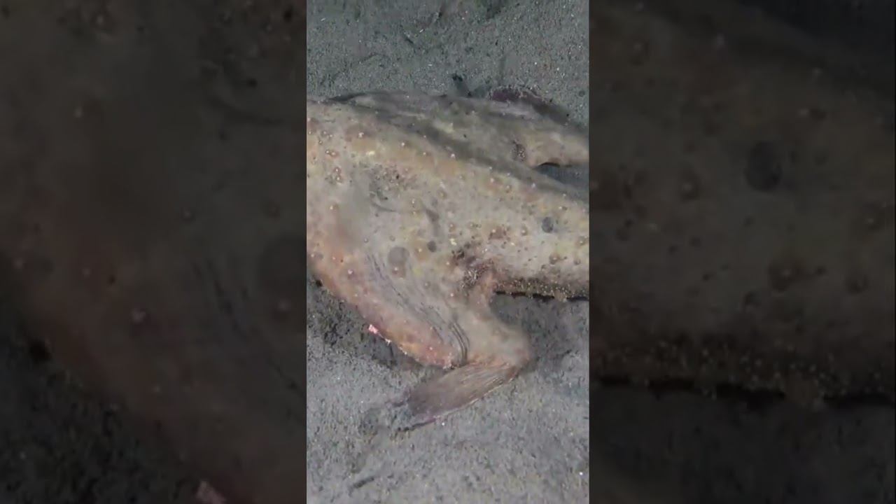 Нетопырь Короткорылый-рыба с ярко накрашенными губами...Самая необычная рыба в мире! смотреть онлайн