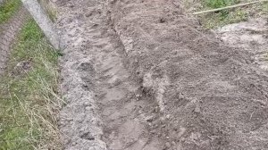 Посадка черной малины кумберленд весной . О посадке вообще и в частности на песчаном склоне