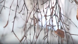 Синоптики рассказали о погоде в Вологодской области