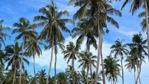 Генерация видео нейросетью Stable Diffusion Video