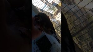 приручение щегла