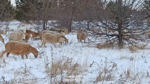 14 декабря. на пастбище.