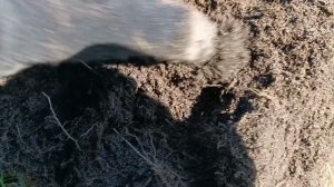 Нежданчик от деда Хабара. Сам вроде его и закопал))