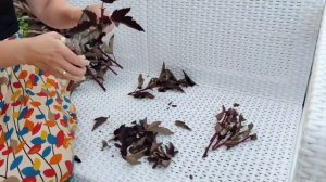 Черенкуем летом. Пузыреплодник. Зеленое черенкование.