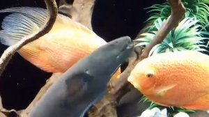 Рыбы целуются