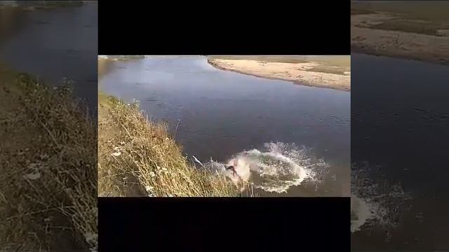 Мастера прыжков в воду!!! смотреть онлайн