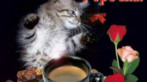 Цветов, котов и красок!