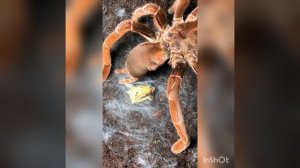 king *baboon *||pelinobius muticus