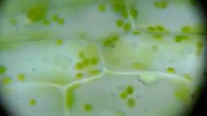 Зелёные пластиды - хлоропласты