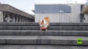 كلب "كورجي" يغزو شوارع شنغهاي على لوح تزلج