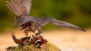 Притча Мудреца 2  Сокол и Ворон