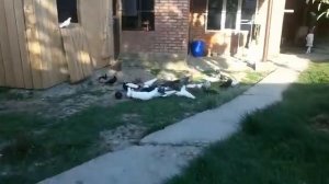 Голуби грозный