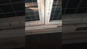 Клетка для бройлеров 2-х ярусная с кормушками и нипельные поилки 👍