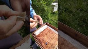 Подсадка матки с помощью клеточки Титова