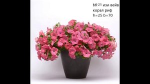 Фотоальбом. петуньи весна 2025г