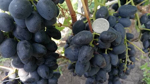 мой виноградник 2020 Часть 3