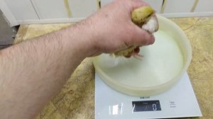 ОТВЕЧАЕМ НА ВОПРОС НАШИХ ПОДПИСЧИКОВ ТЕСТ КОМБИКОРМА 70 ГРАММ В 10 ДНЕЙ